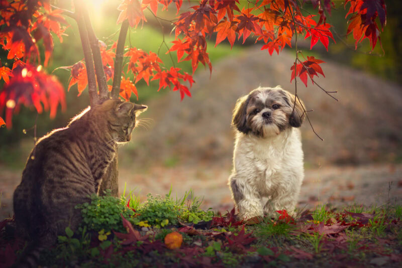 Shih Tzu standing next to tabby cat under autumn leaves