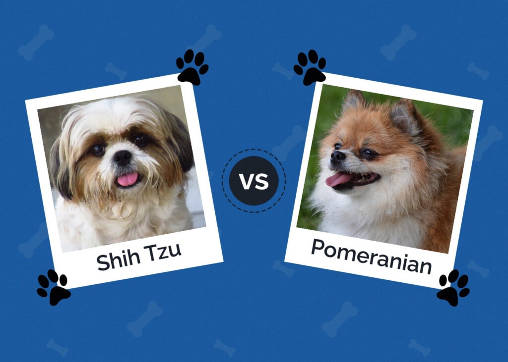 Shih Tzu vs Pomeranian