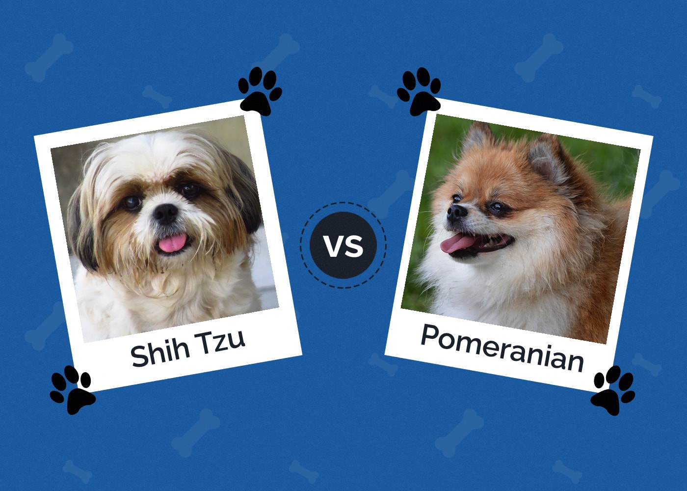 Shih Tzu vs Pomeranian