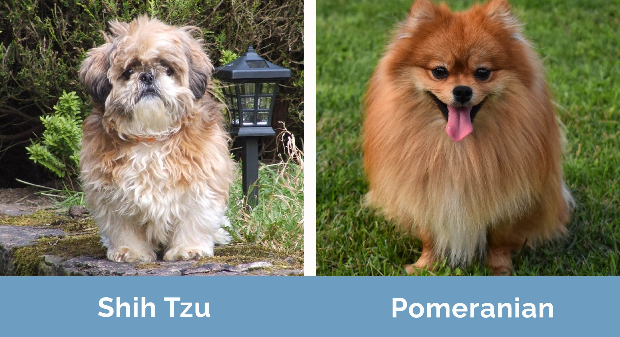 Shih Tzu vs Pomeranian side by side