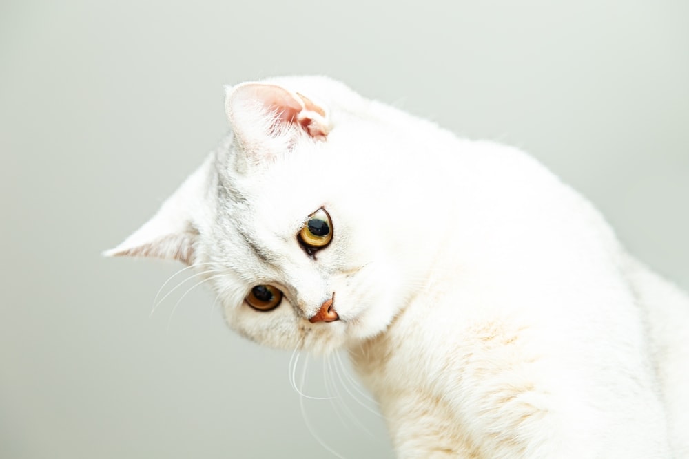 Silver British Shorthair cat