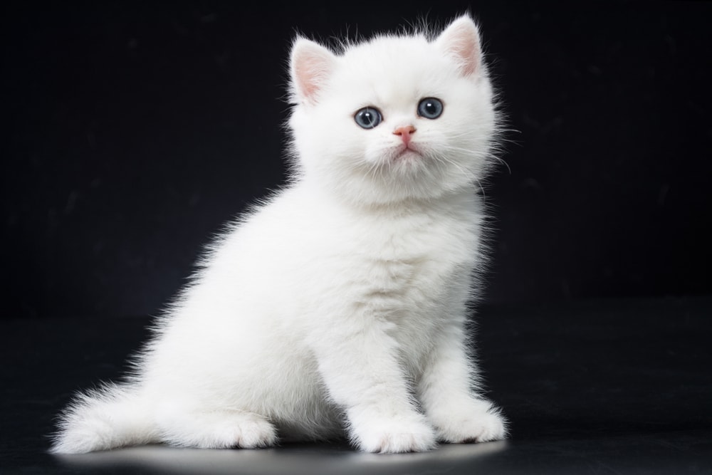 Silver British Shorthair Kitten on black background