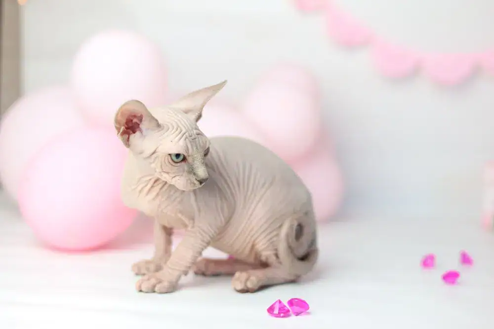 Sphynx-cat.-Funny-kitten-plaing-with-pink-crystals