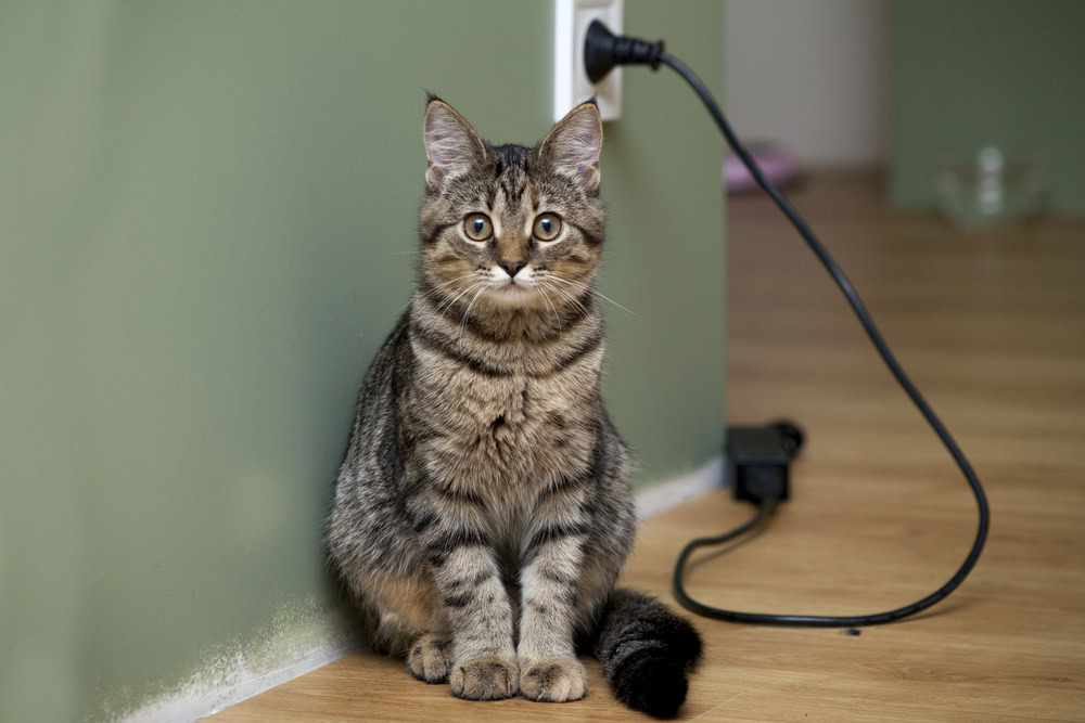 Striped tabby cat sitting next to electrical outlet cord