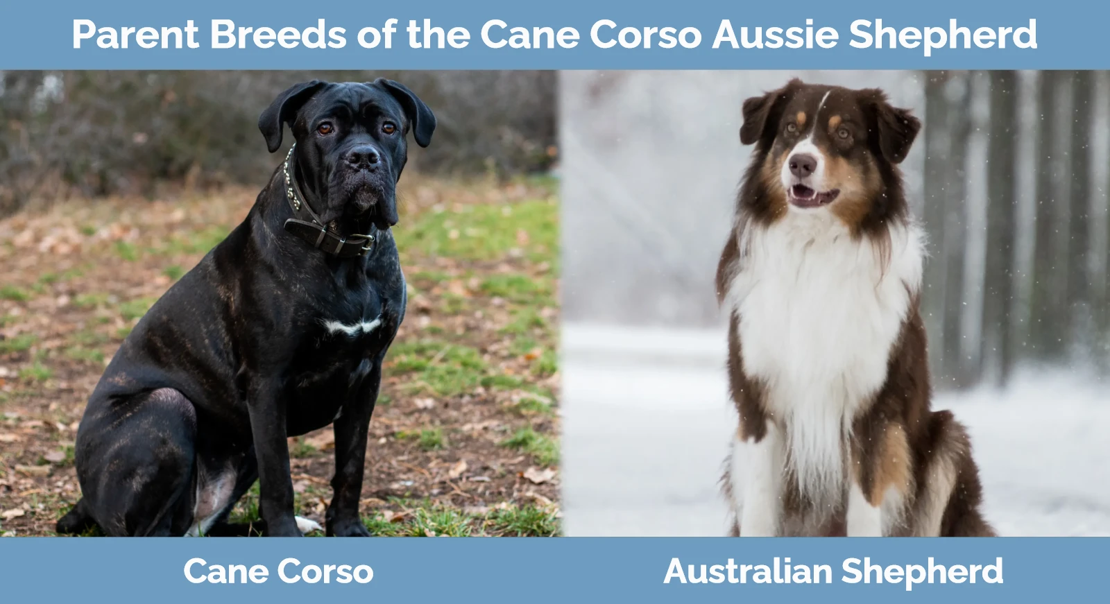 The parent breeds of Cane Corso Australian Shepherd Mix