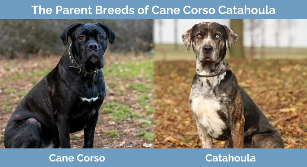 The parent breeds of Cane Corso Catahoula Mix