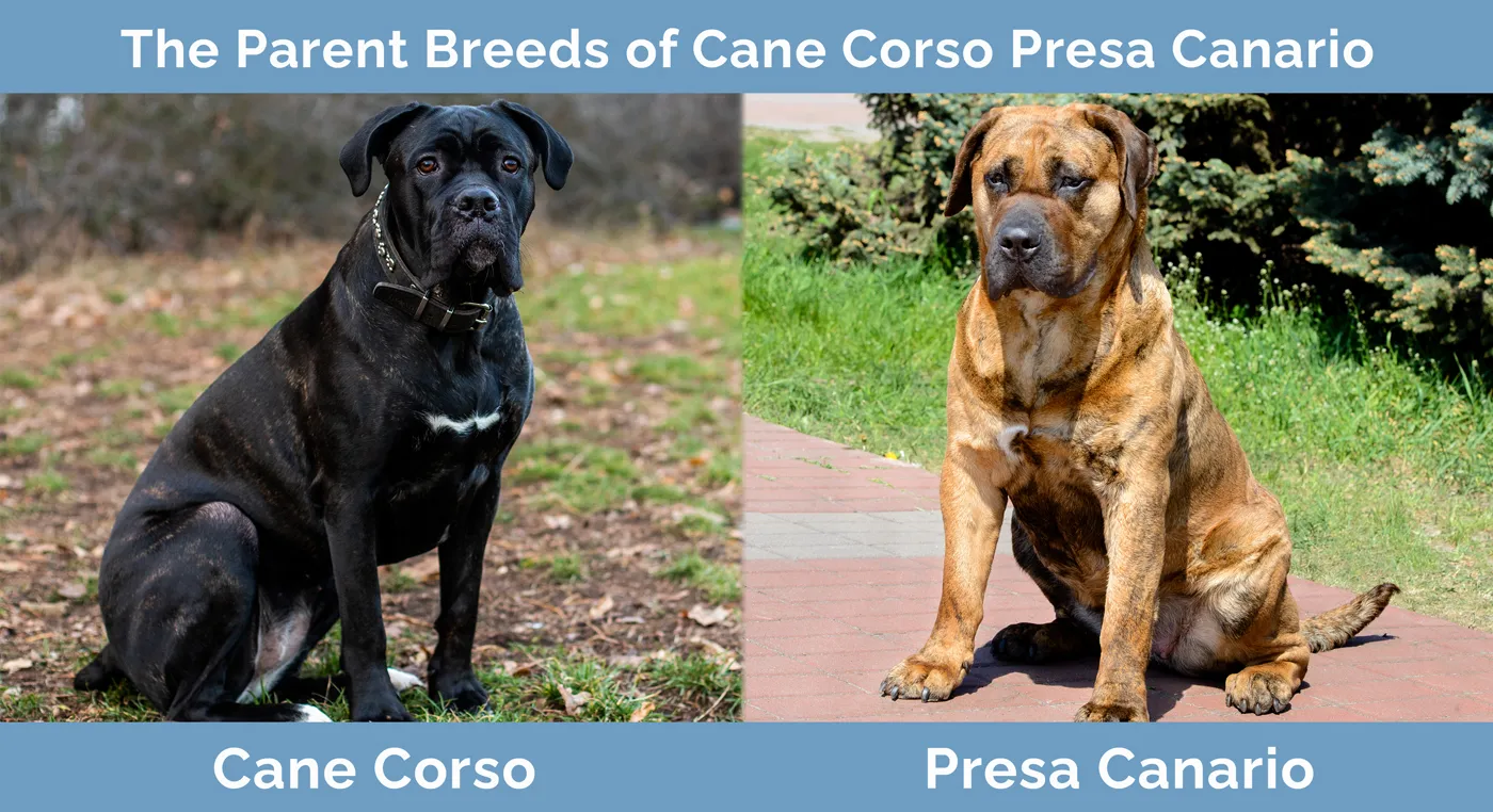 The parent breeds of Cane Corso Presa Canario