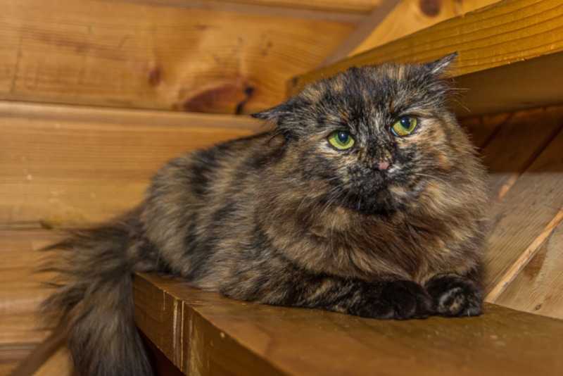 Tortoise shell Persian cat sitting on the stairs