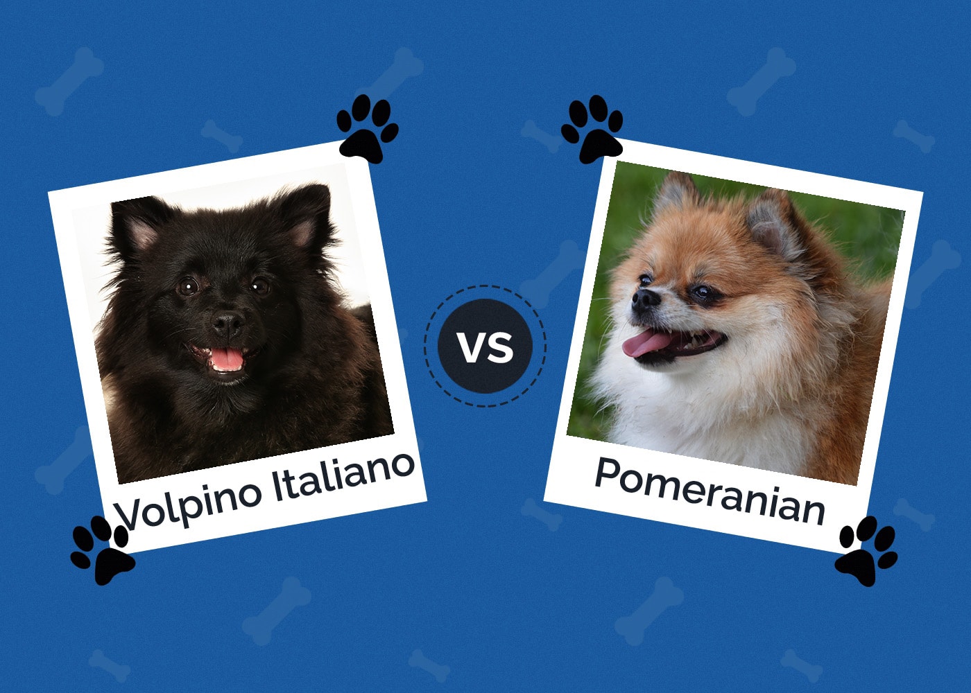 Volpino Italiano vs Pomeranian