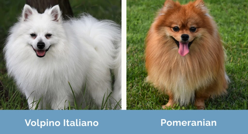 Volpino Italiano vs Pomeranian side by side