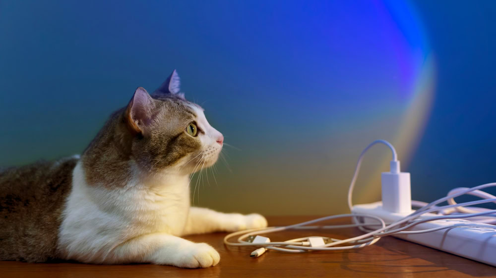 White and brown cat sitting next to electrical outlets and cords