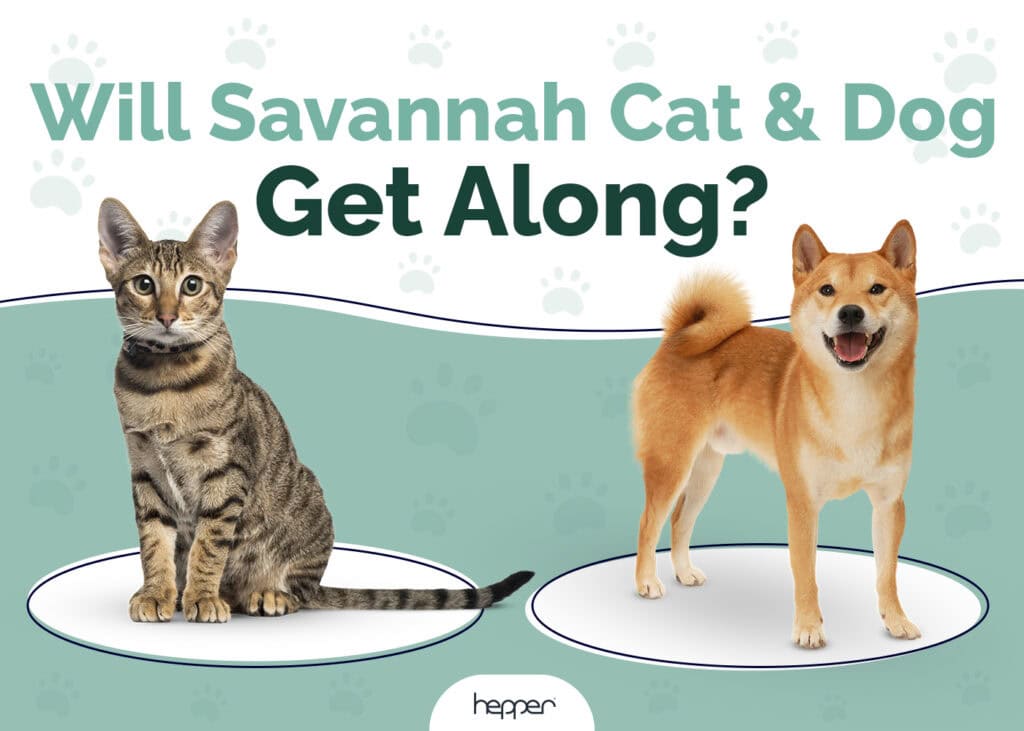 Will Savannah Cat and Dog Get Along