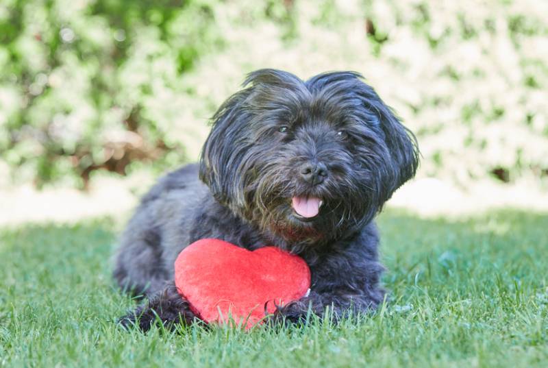 a black havanese dog with red heart