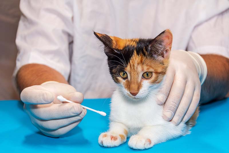 a veterinarian treats a kitten for ringworm