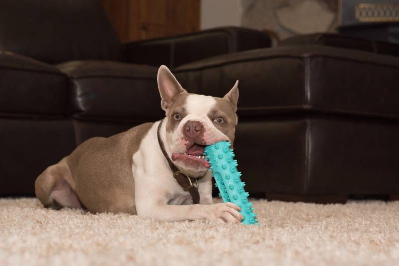 adorable lilac boston terrier dog with toy inside the house