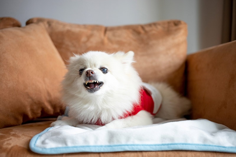 angry pomeranian dog sitting on the sofa