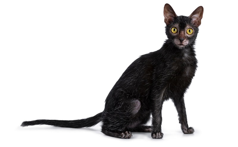 black lykoi cat in white background
