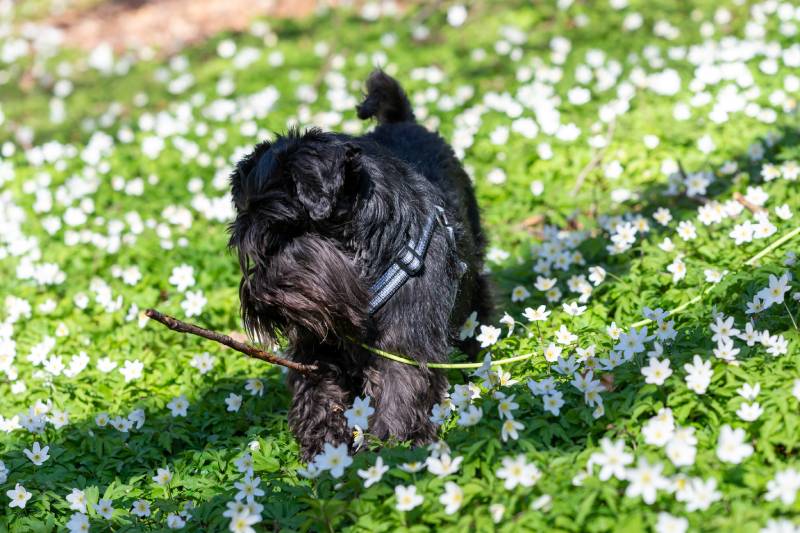 black miniature schnauzer dog stands among lots of white wood anemones