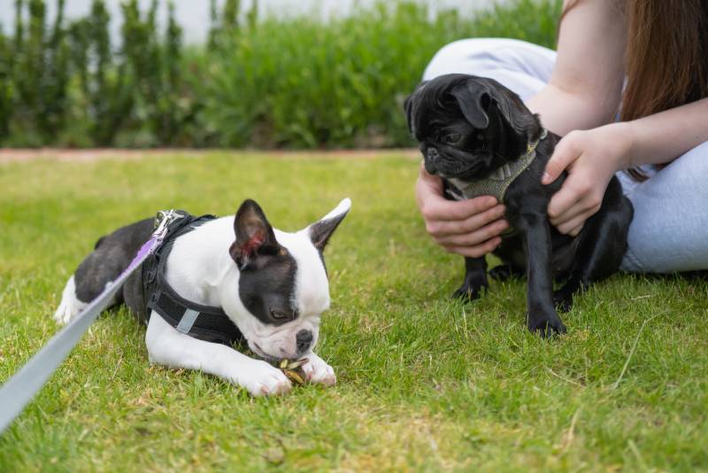 black puppy pug being held by a girl is looking at a boston terrier puppy eating a leaf
