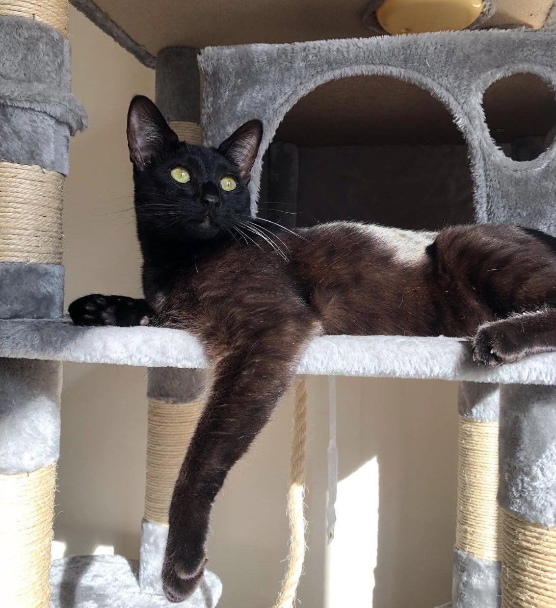 black savannah lying on a cat tree