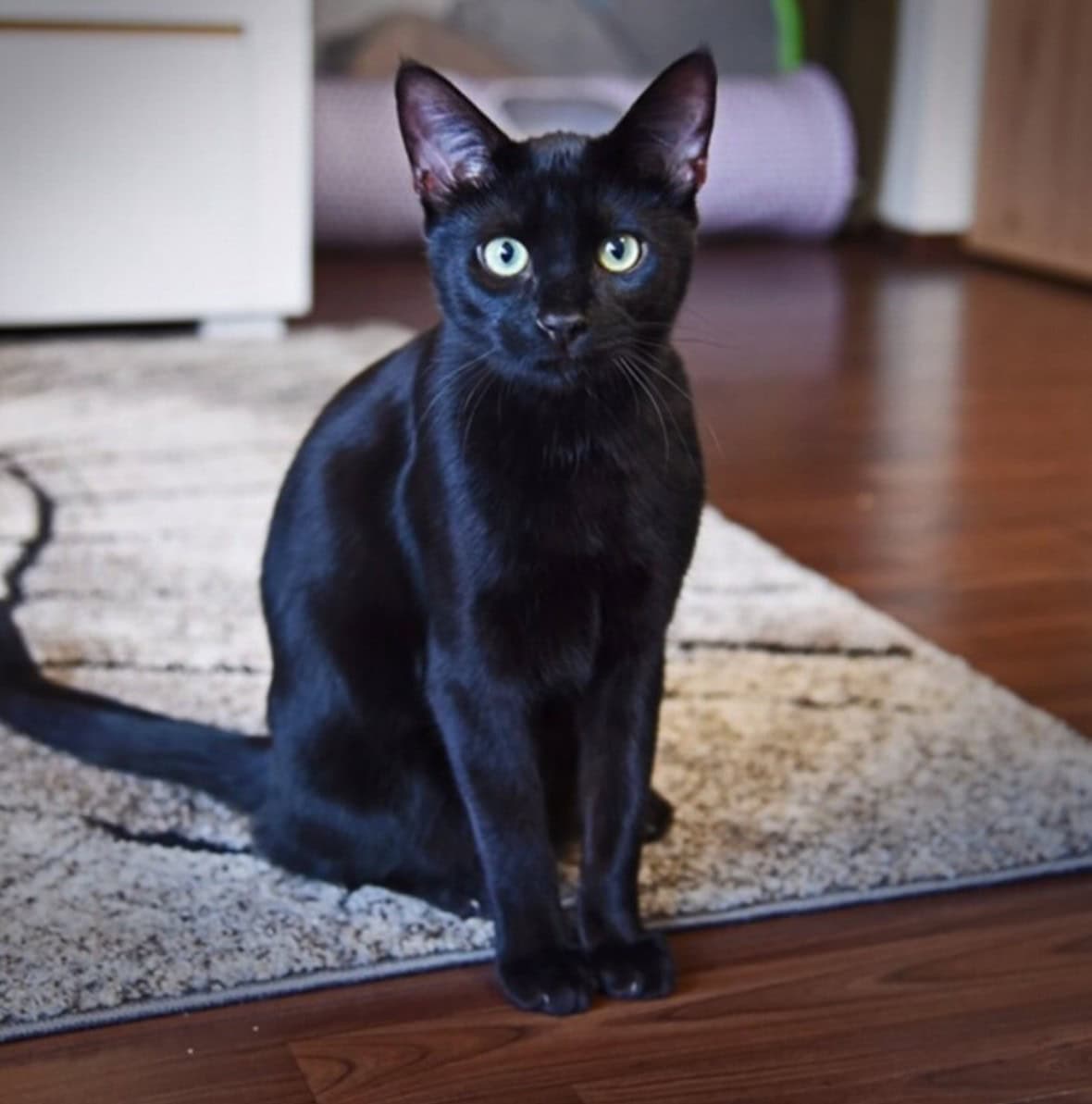 black savannah sitting on a carpet