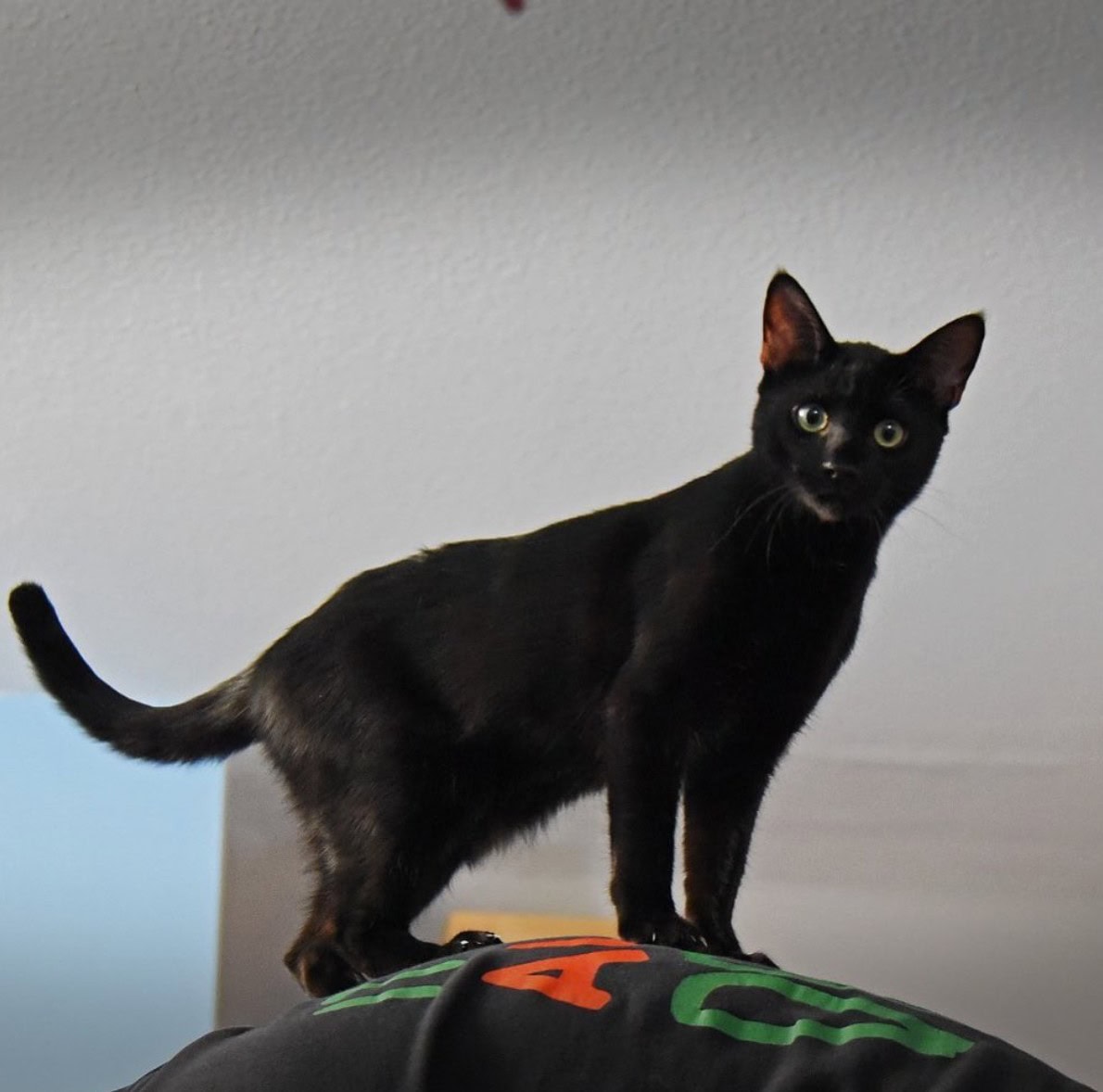 black savannah standing on a chair