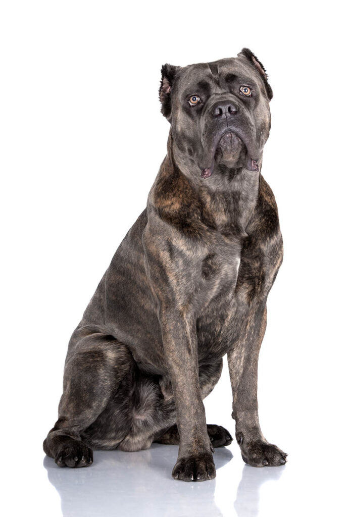 blue brindle cane corso