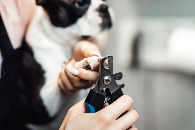 boston terrier dog at the grooming salon