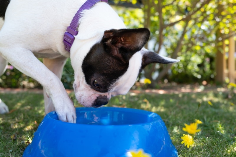 boston terrier drinking water