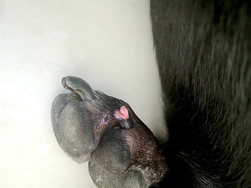 broken nail of a dog