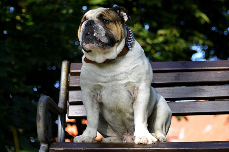 Not Smart Dogs 18 Least Intelligent Dog Breeds That Aren’t Easy to Train: Vet-Approved ...