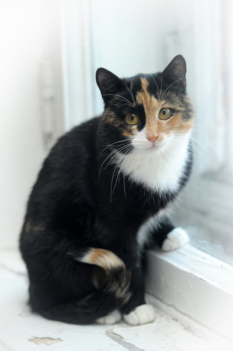 Calico Ragdoll Cat: Info, Pictures, Origin & History | Hepper Pet Resources