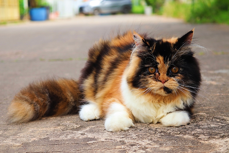 calico cat on the driveway