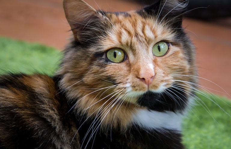 Calico Ragdoll Cat: Info, Pictures, Origin & History | Hepper Pet Resources