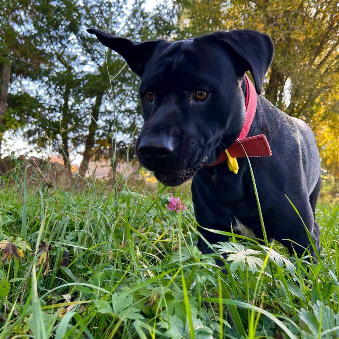 cane corso beagle mix in a park