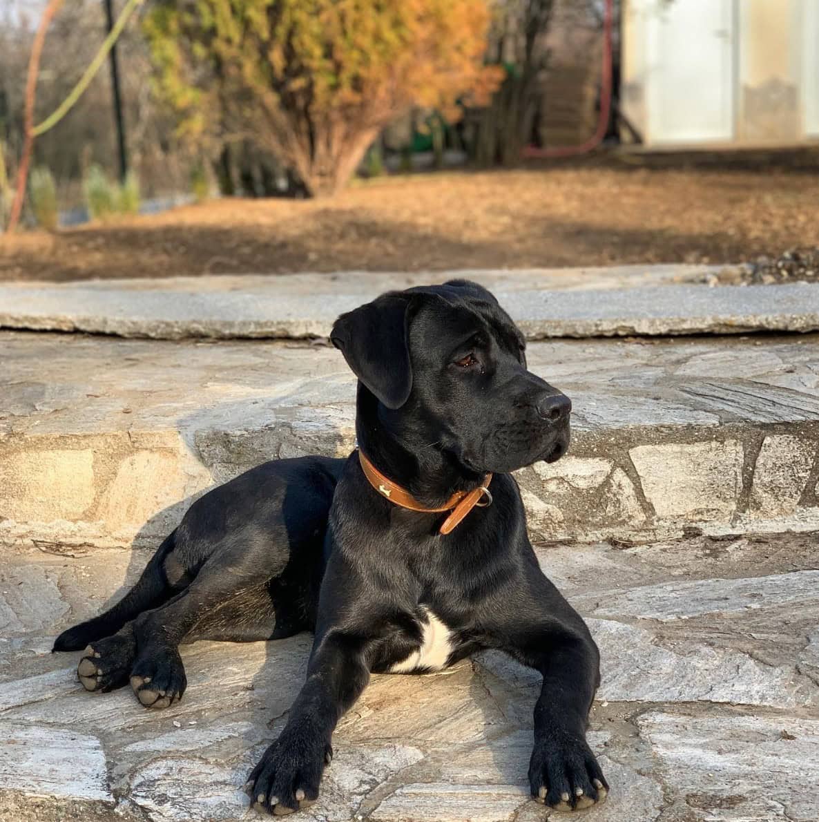 cane corso beagle mix lying on stairs