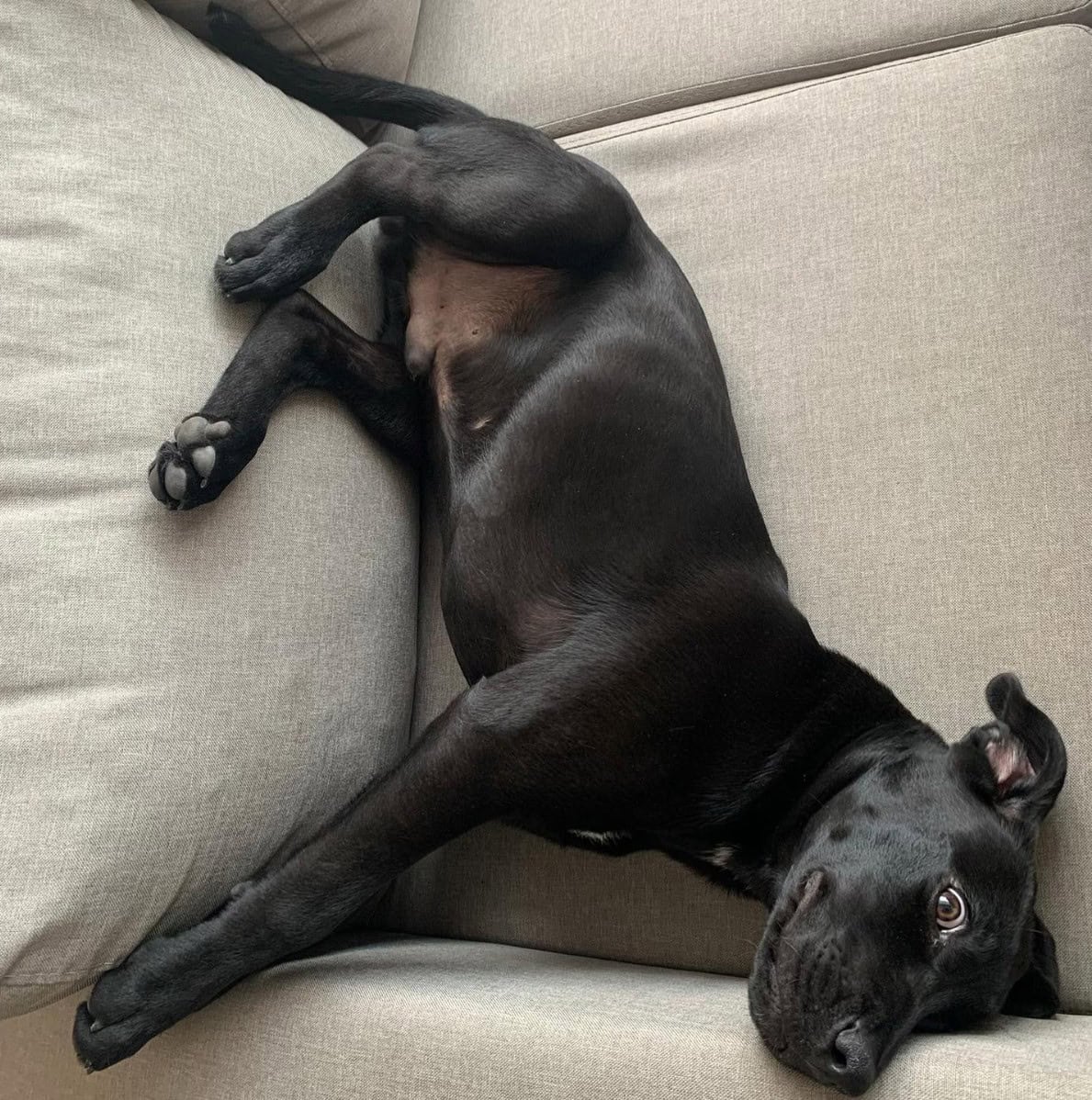 cane corso beagle mix puppy lying on a couch