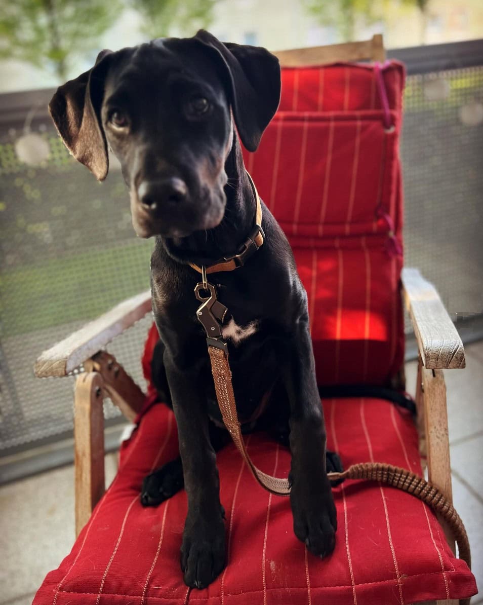 cane corso doberman mix sitting on chair
