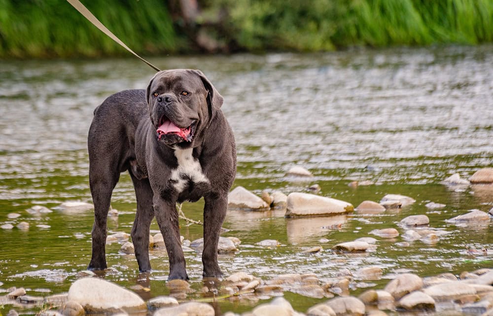Cane corso dog standing in the river