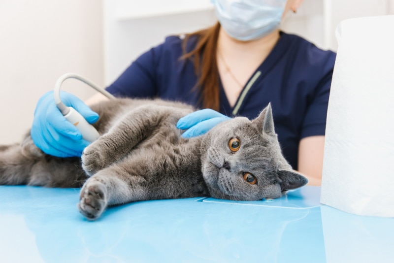 cat having ultrasound in vet clinic