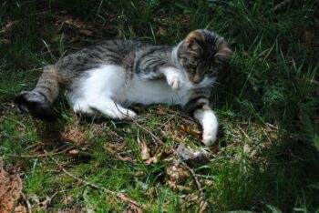 Why Is Your Cat Is Slapping or Swatting at You? 15 Possible Reasons ...