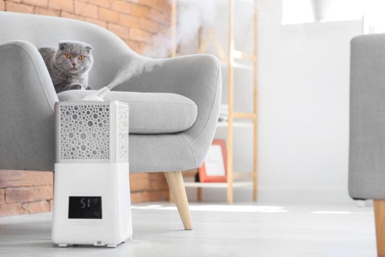 Is a Humidifier Safe For a Cat? Vet-Reviewed Risks & Benefits Explained ...