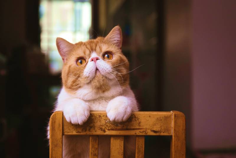 cat standing on a chair