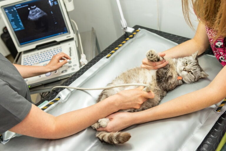 What Is the Cost of an Ultrasound for a Cat? (2026 Update) | Hepper Pet ...
