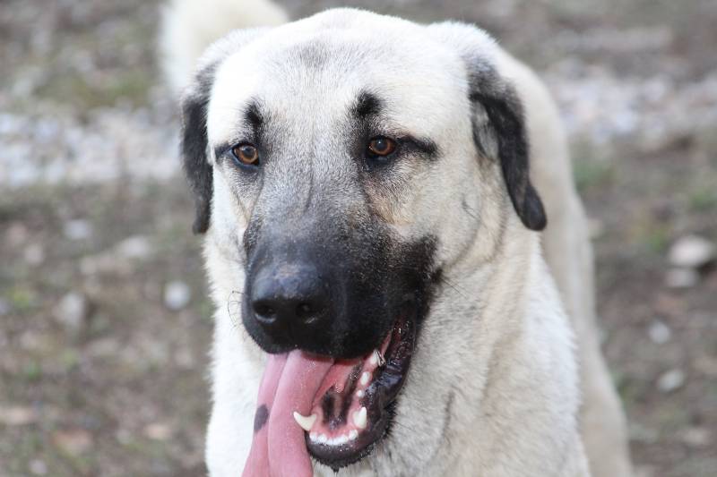 close up kangal sheperd dog with tongue out