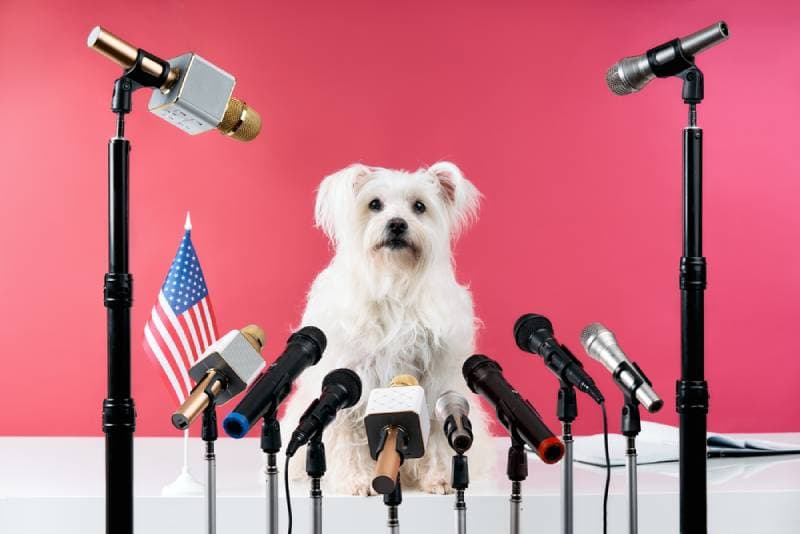 concept of a dog politician in a press conference