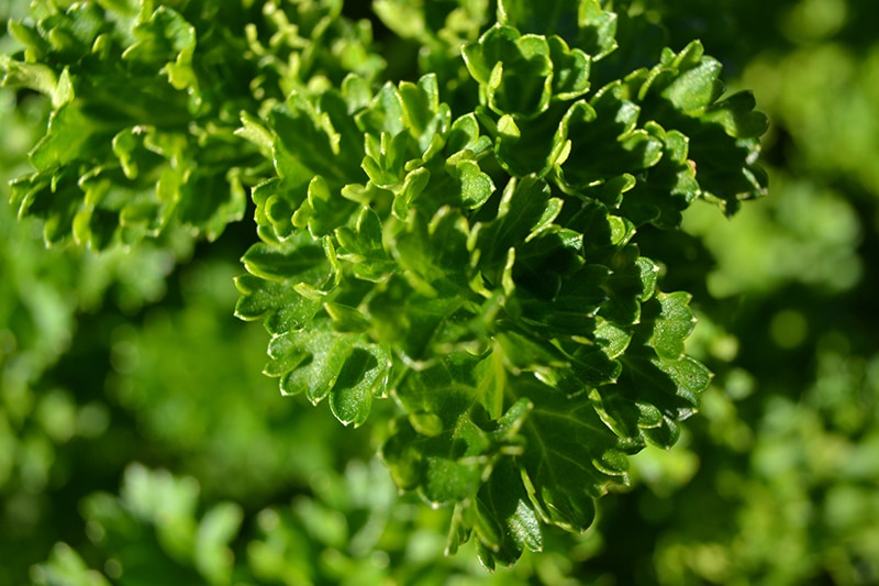 curly parsley up close