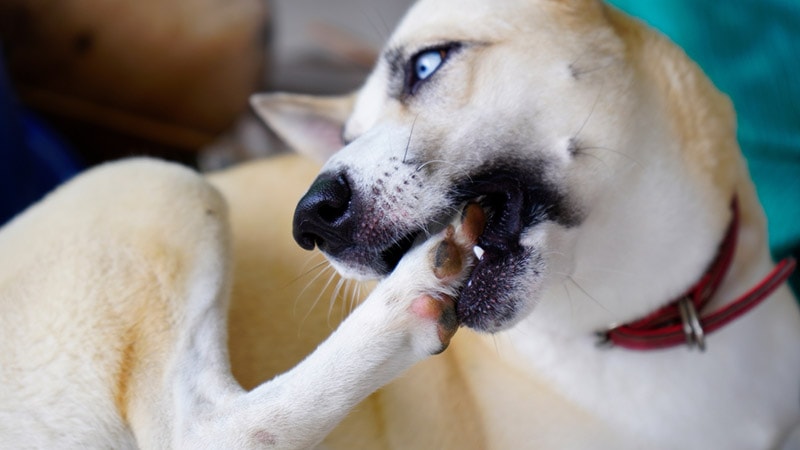 dog chewing paw