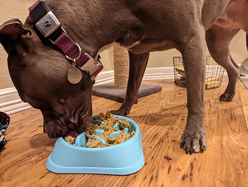 dog eating open farm dog recipe