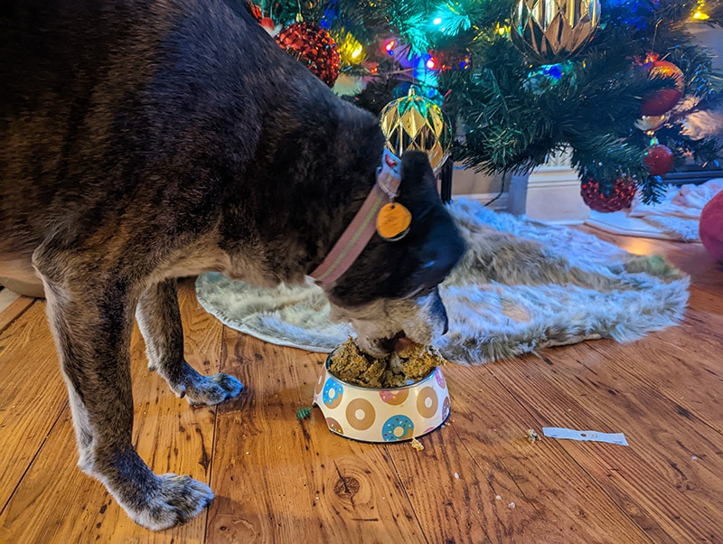 dog eating open farm recipe